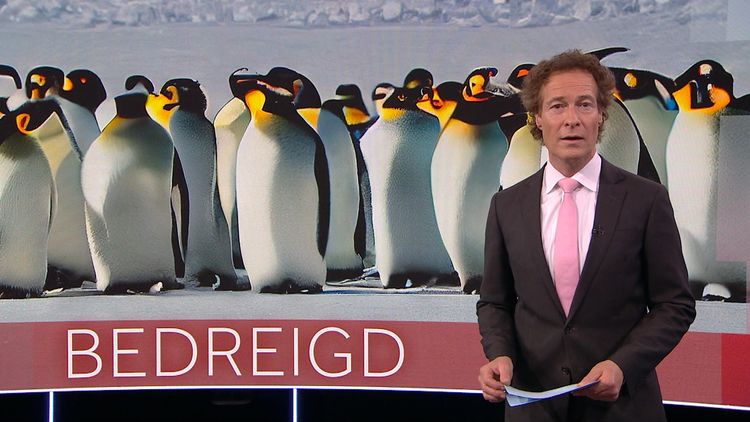 De NOS gebruikte AI-gegenereerde pinguïns in het journaal en dat had voorkomen kunnen worden